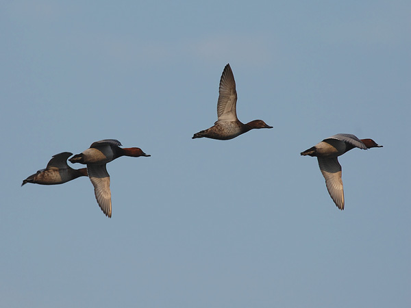 Punasotka, Common Pochard, Aythya ferina